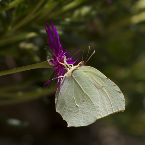 Papillon vert